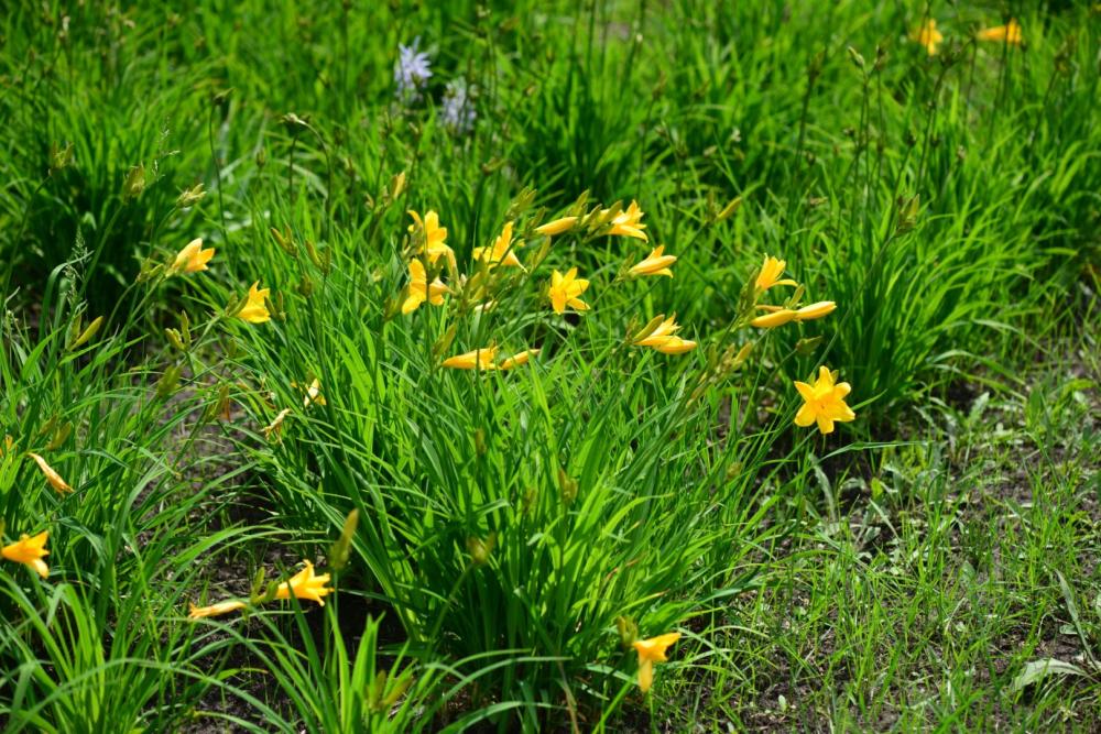 Plantes vivaces près de Artenay